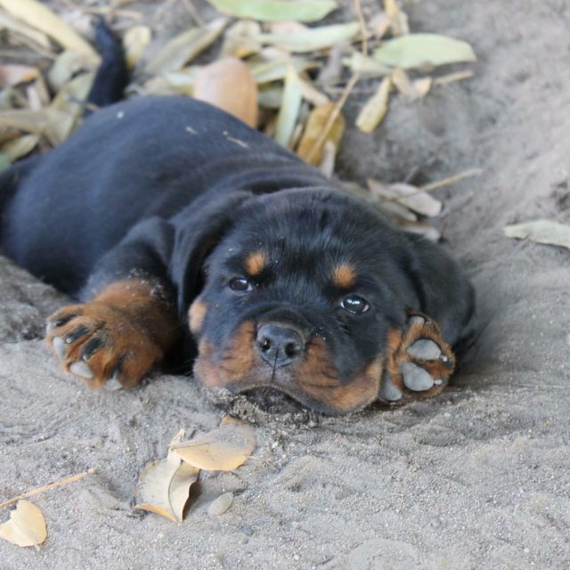 Young Dogs, Kyrajack Rottweilers