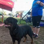 Ruby at Qld Rottweiler Specialty Show 2018