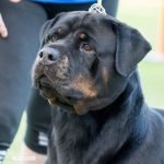 Ruby At Qld Rottweiler Speciality Show V2 Veteran Bitch 2018